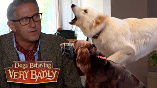 Angriest Guard Dogs | Dogs Behaving Very Badly
