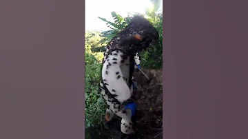 الهجوم على عش الدبابير القاتلة 