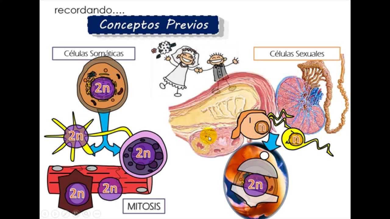 Ciclo celular 3 MEIOSIS Introducción 水戸市住吉町