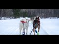 What's it like to run a 100 mile dogsled race?