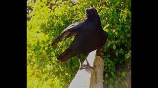 Crow chilling on the fence.