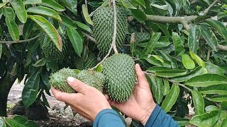 Guanabana tu árbol puede hacer frutas grandes haciendo esto