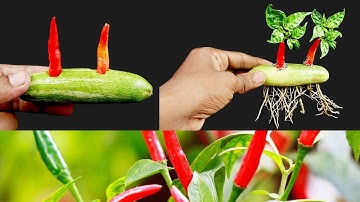 Simple Method How to Propagate chilli tree with Pointed Gourd || How to grow chilli tree at home