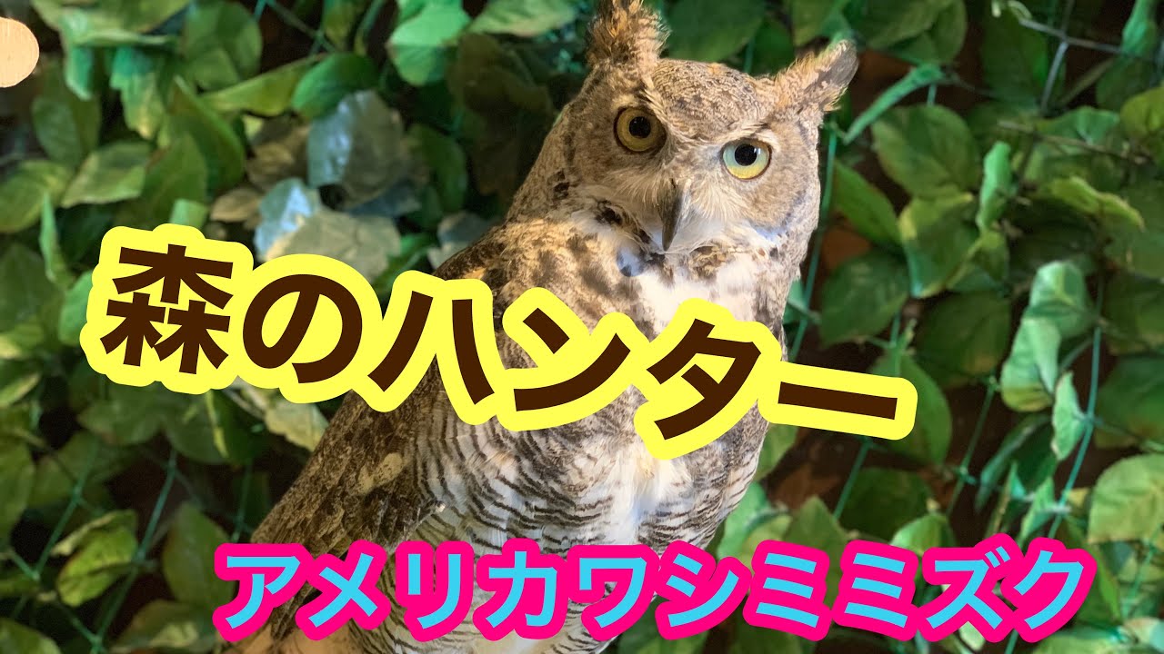 森のハンター 迫力満点アメリカワシミミズク Youtube 森のハンター 迫力満点アメリカワシミミズク Youtube