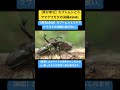 【昆虫ASMR】カブトムシとミヤマクワガタの決闘の音が良い。 #4k #insects #昆虫図鑑 #昆虫観察 #昆虫撮影 #昆虫採集 #stagbeetle #undaze #asmr #猟虫