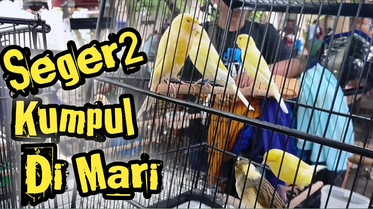 Kenari Mewah Klaten Kumpul Disini❗