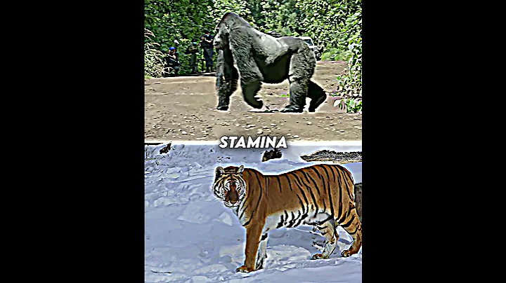 Gorilla vs Tiger | #shorts