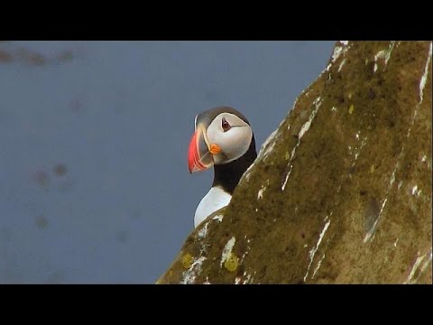 Vidéo: Plus Que De Simples Macareux: Un Guide Rapide De La Cuisine Islandaise