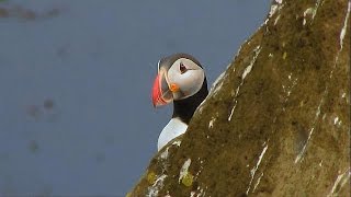 A la rencontre des macareux d'Islande