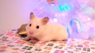 Vanilla's Christmas Gift  Hamster Box