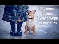 Обучение щенка мини бультерьера на прогулке. Минибуль Дан.