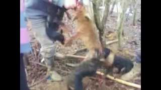 Jamarenjekobilje-Krusevac