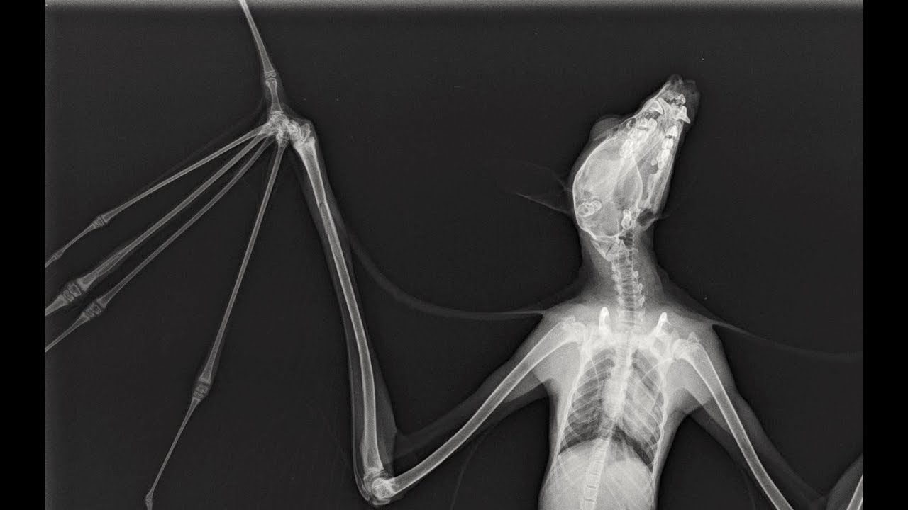 Juvenile Flying Fox Has An X Ray At Vet This Is Tempest Youtube