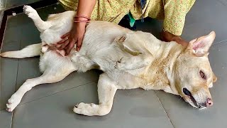 My Mom Sharing Bed With My Dogs | Dog Belly Rub