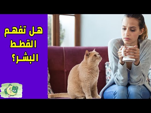 فيديو: كيفية التعرف على القطط؟