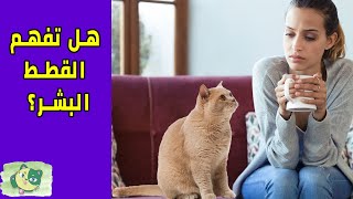 12 معلومة عن القطط يجب عليك معرفتها