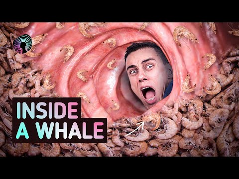 What Happens When You Get Swallowed by a Whale?