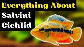 Salvini Cichlid Care Guide (Salvini Cichlid Tankmates, Tanks Size and More)