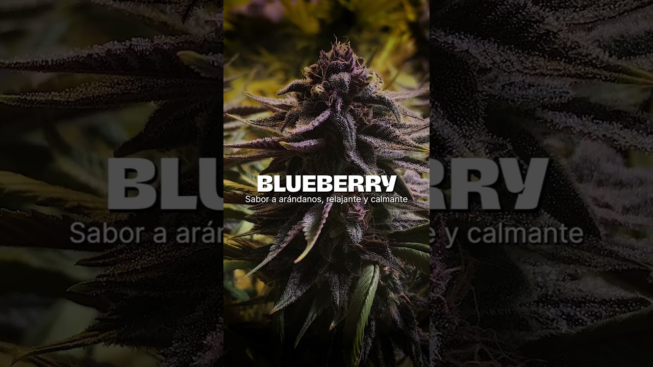 Genéticas por colores