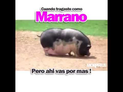 El Cerdo Mas Grande Y Gordo Del Mundo