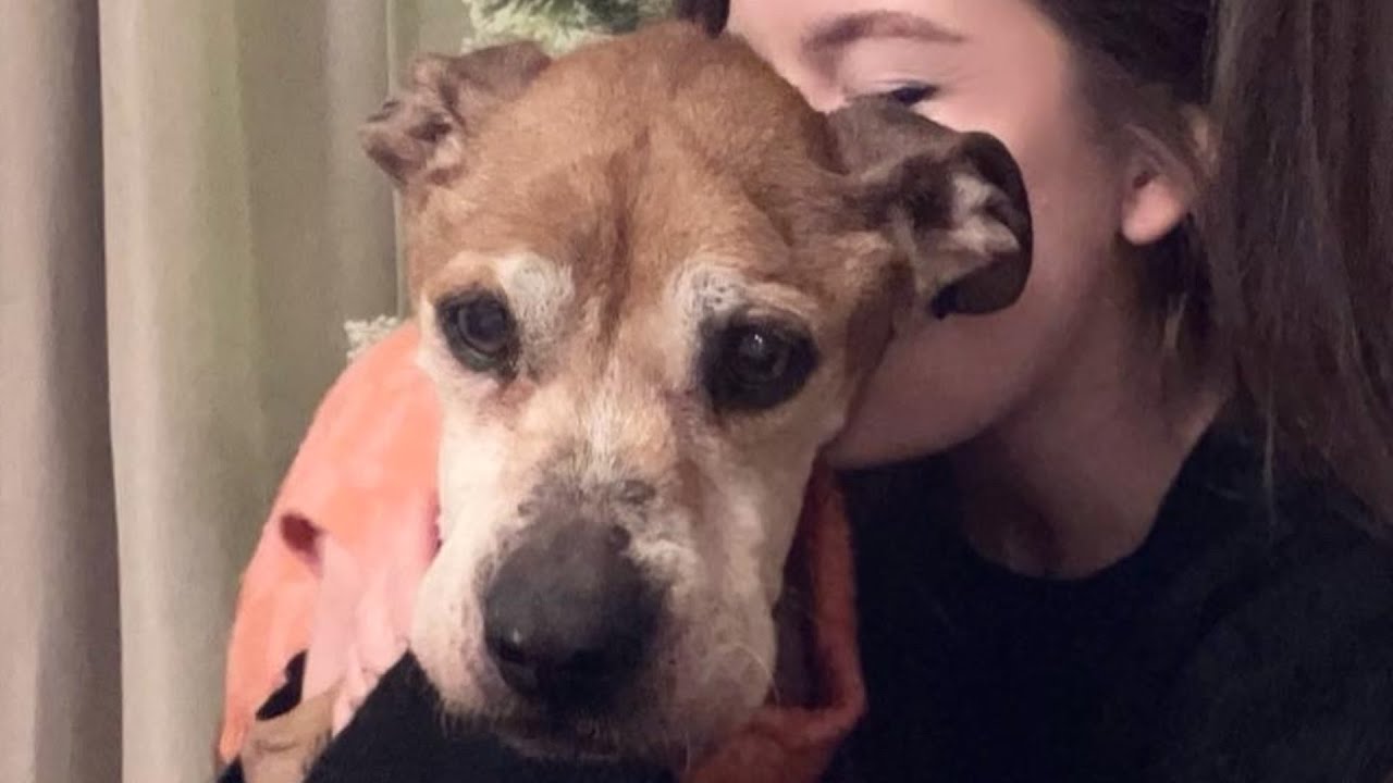 Senior dog kept waiting for owner who never returned - YouTube
