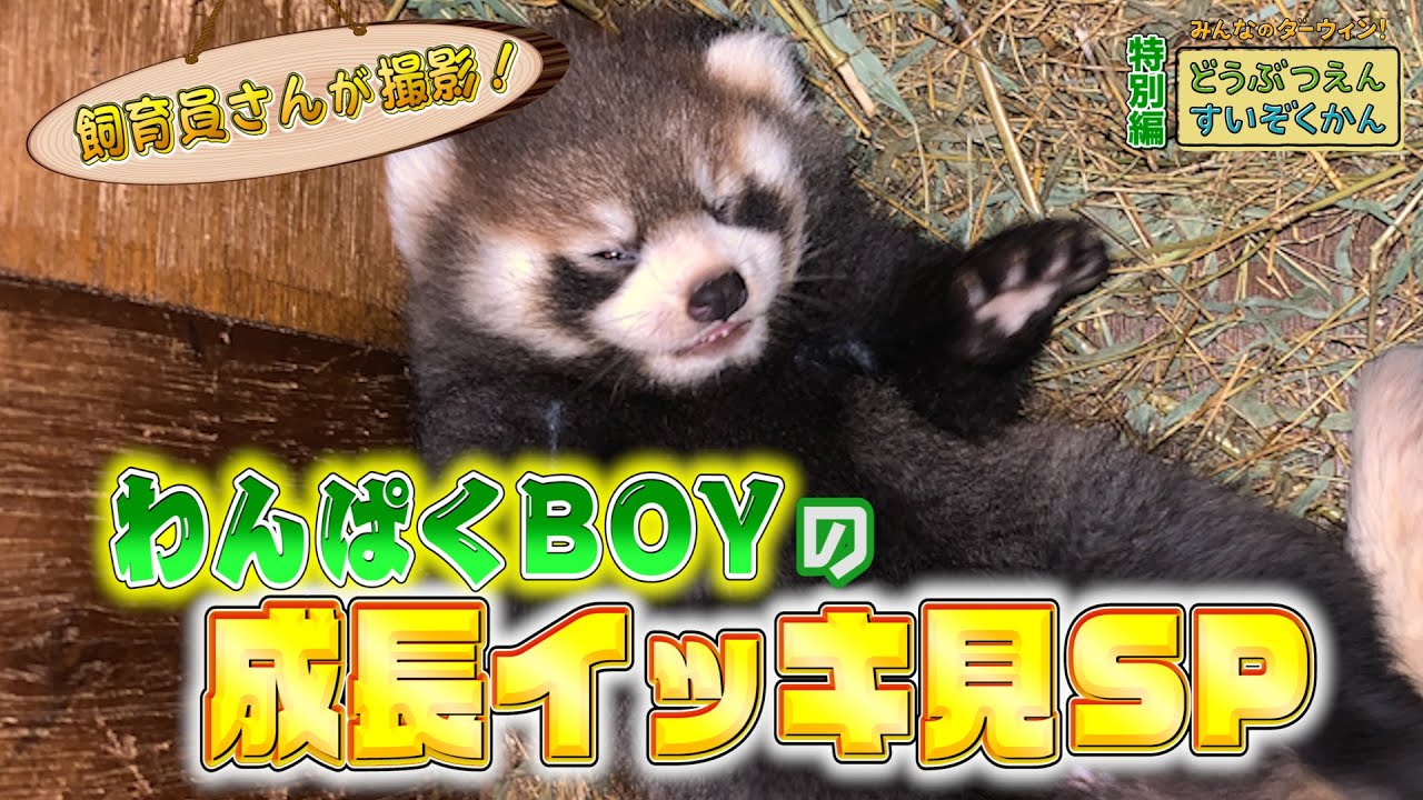 “わんぱくBOY”レッサーパンダ・ピースケの成長イッキ見SP（鯖江市西山動物園）