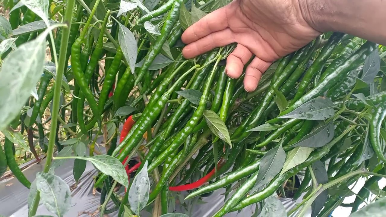 inilah zpt terbaik agar buahnya lebat & sehat.#cabai lokal'& F1#