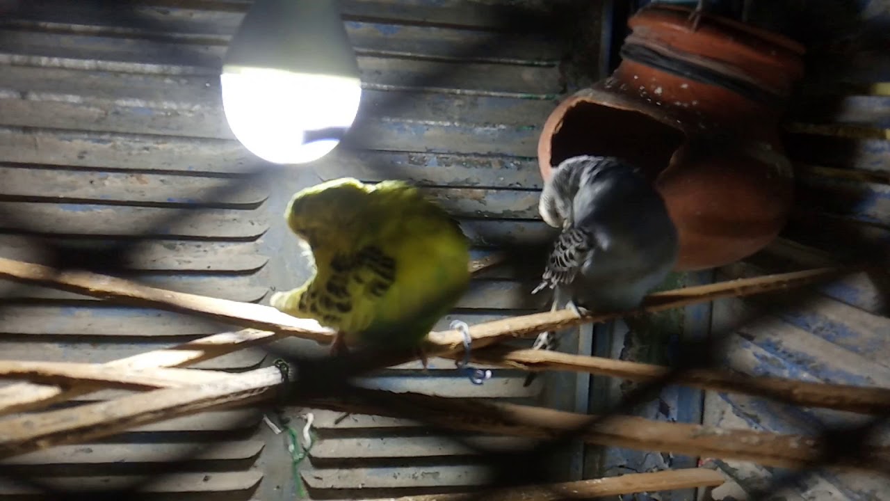 how to safe budgies from rats budgies ko rat se kese bachay YouTube