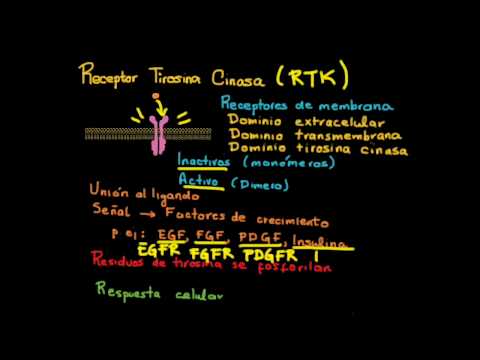 Vídeo: Mecanismos De Activación Del Receptor Tirosina Quinasa En Cáncer