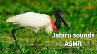 Jabiru sounds ASMR | 강가에서 울어대는 Jabiru 울음소리