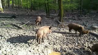 Wildschweine Ansprechübung Gibt Es Hier Eine Führende Bache?