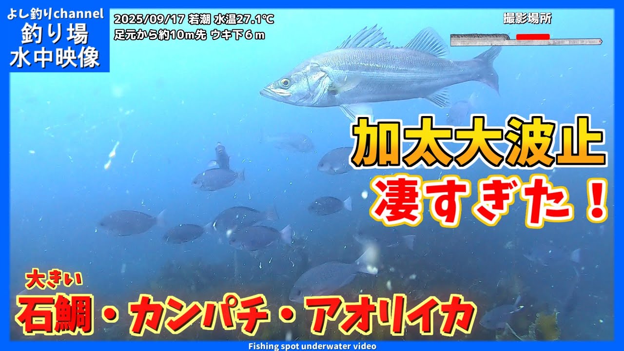 【凄すぎた！】大きな石鯛・カンパチ・アオリイカもいるすごい海中！ 和歌山県の釣り場  加太大波止  2025年9月  秋の水中映像  No.433