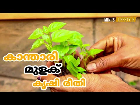 കാന്താരി മുളക് കൃഷി രീതിയും പരിചരണവും | Kanthari Krishi | Birds eye chilli farming in Malayalam