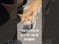 dog 🐕 주차장에서 만난 고양이 (일상 브이로그) #cat #고양이 #길냥이
