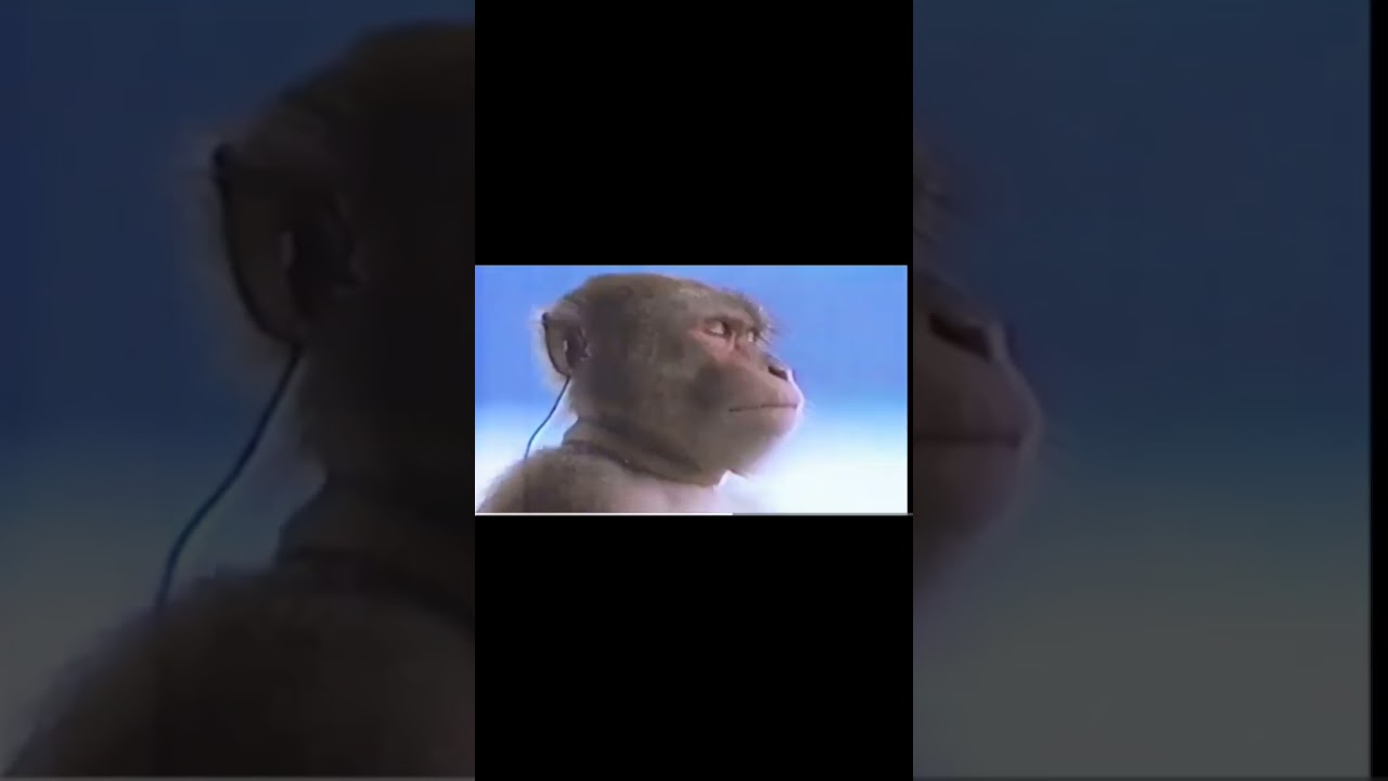 A Monkey Listening to Phonk with Headphones