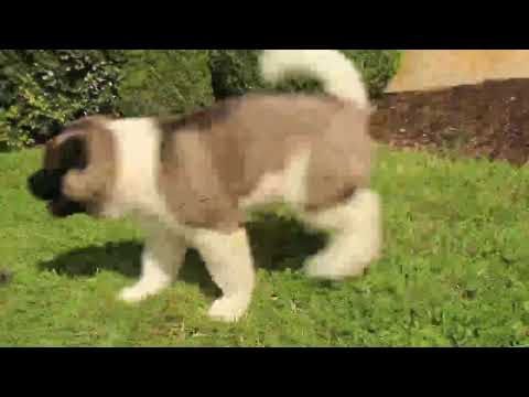 greenfield puppies teddy bear