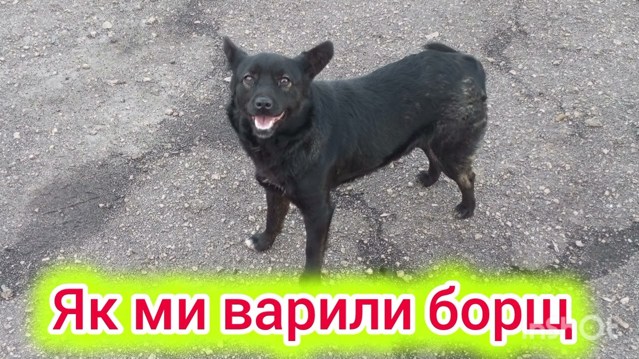 Як ми варили борщ 😂😂😂#веселыекоты #домашнітваринки #прикольныекоты 