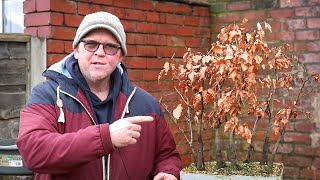 Beech forest - Replacing a dying tree