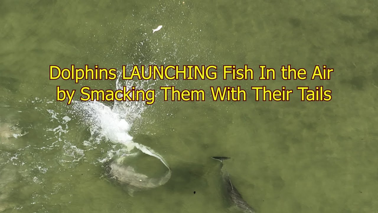 Dolphins Sending Fish Flying Through the Air By Smacking Fish With Their Tails. Fish Kicking.