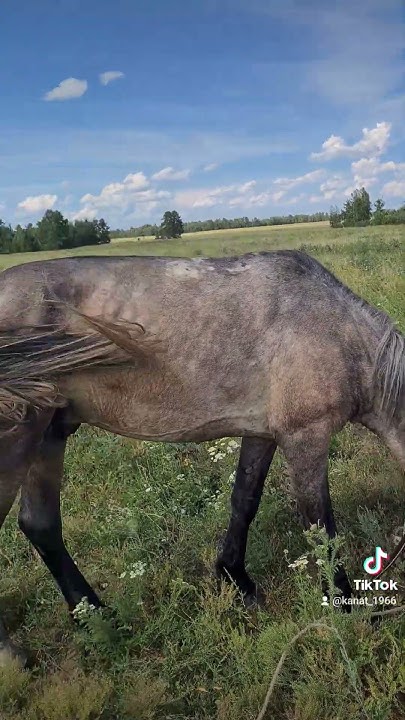 Лошадь 🐎 и машина 🚗 - YouTube