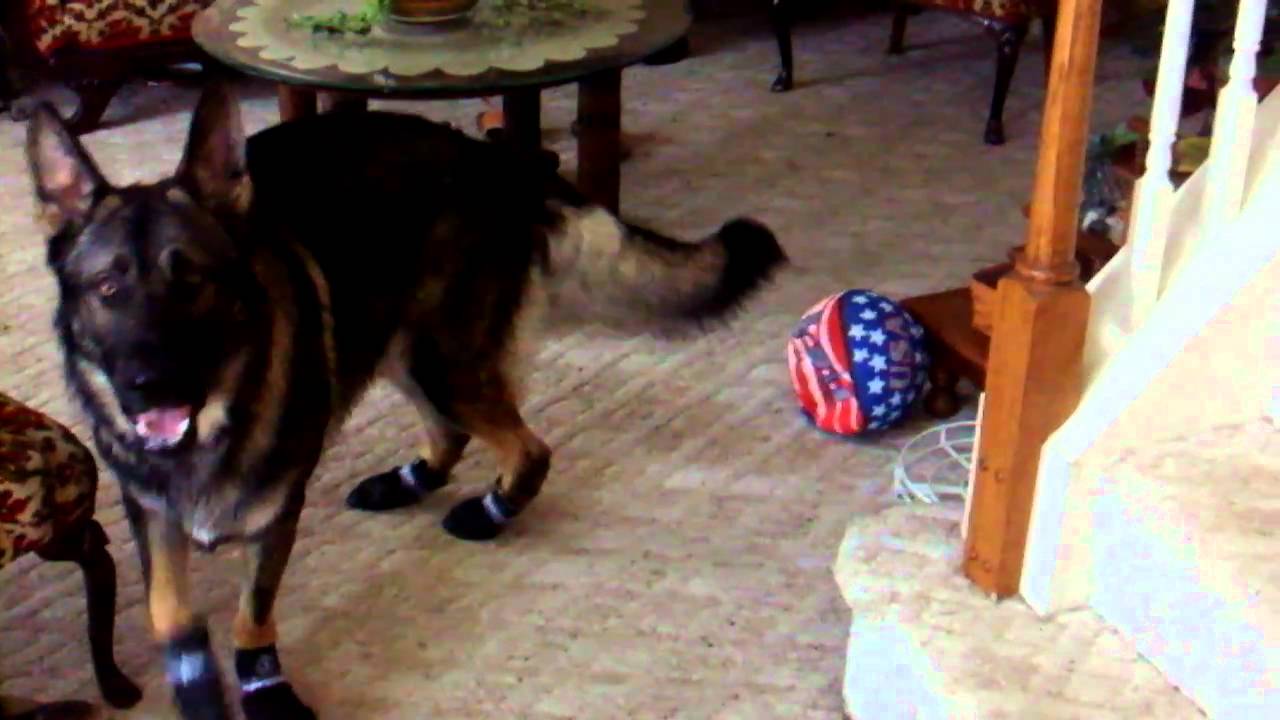 My German Shepherd in His New Shoes YouTube