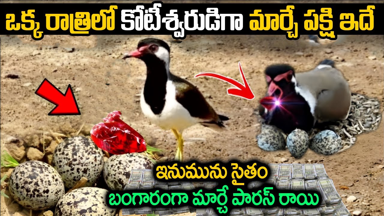 ఈ పక్షి గుడ్లు మరియు ఇనుమును సైతం బంగారంగా మార్చే పారస్ రాయి మధ్య ఉన్న రహస్యం ఏమిటి?Mystery of Paras