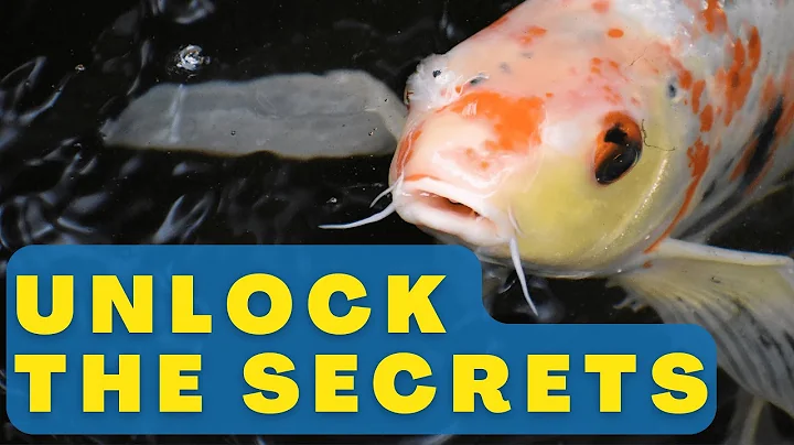 Unlock the Secrets of Koi Fish (Koi Fish Care & Tips)
