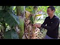 maintenance after a banana harvest