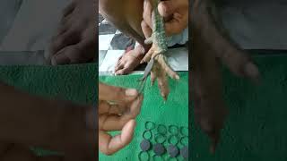 Cara Pasang Sepatu Bubul Ayam