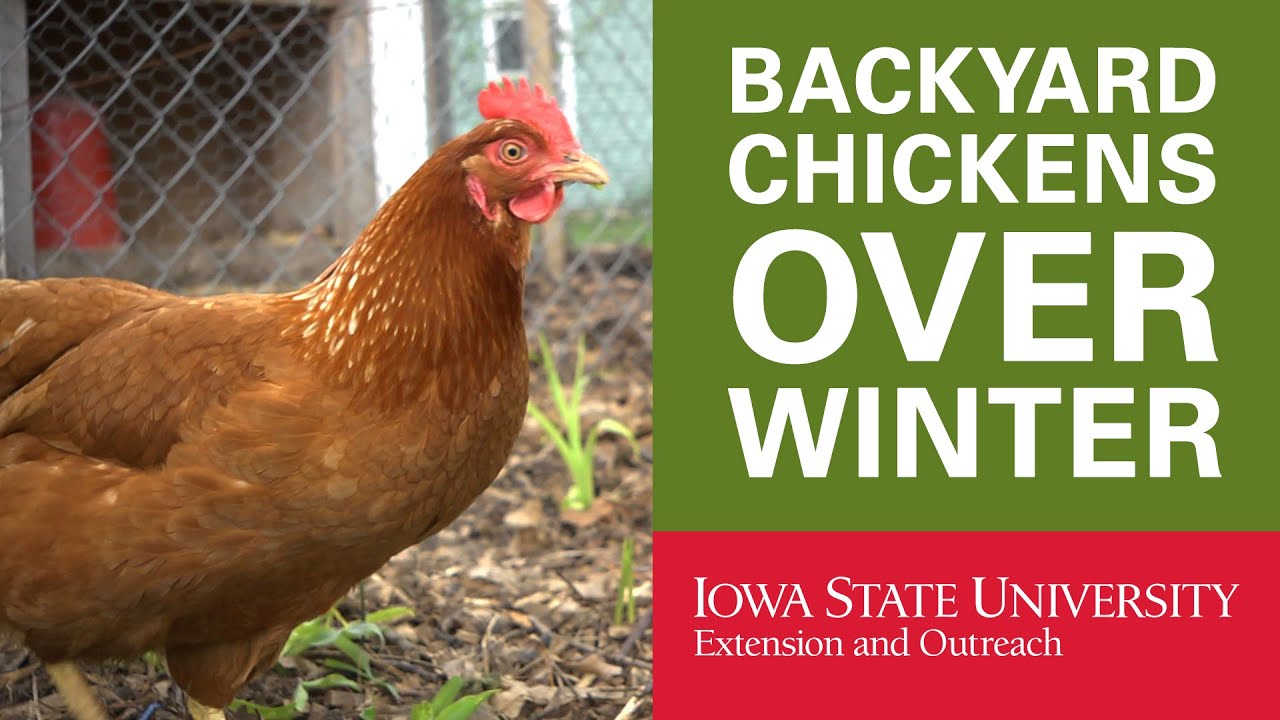 Backyard Chickens: How to Keep Your Chickens in Winter ...