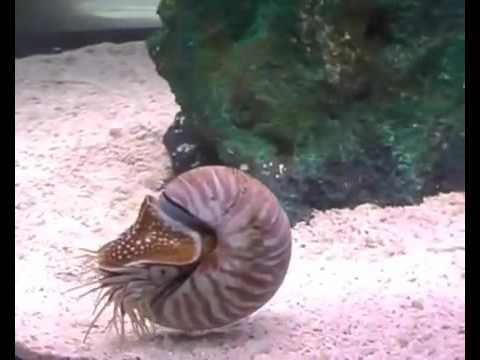 Chambered Nautilus Swimming Pompilius Mollusca CEPHALOPODA Ancient Creature Recored in Thailand