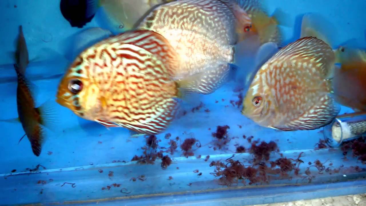 Super quality Discus Feeding YouTube