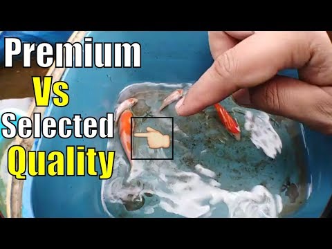 How to Distinguished Premium Vs Selected Quality Guide 2021