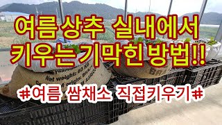 [여름쌈채소재배] 건강한 쌈채소 실내에서 깨끗하게 키워보세요~